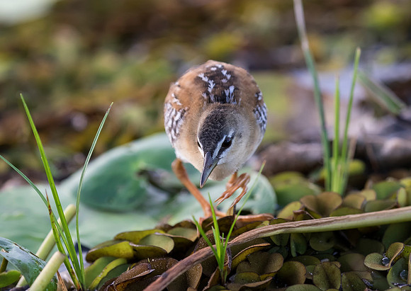 Yellow Breasted Crake