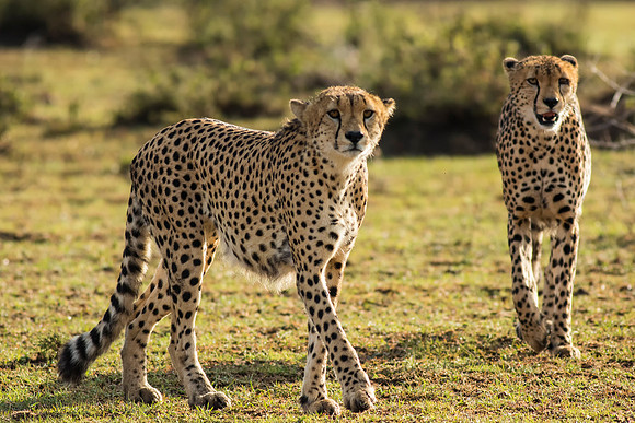 Cheetahs