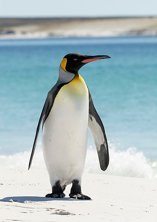 King Penguin