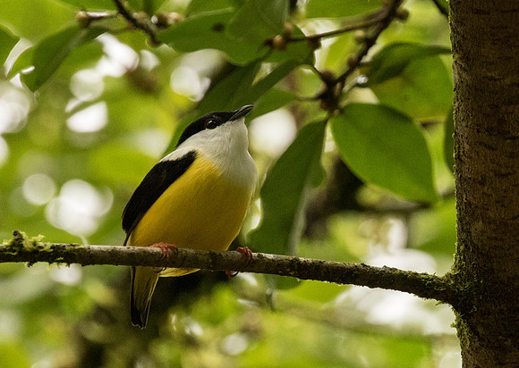 White Collared Manakin