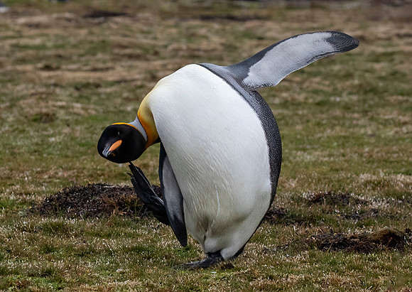 King Penguin