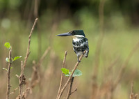 Green Kingfisher
