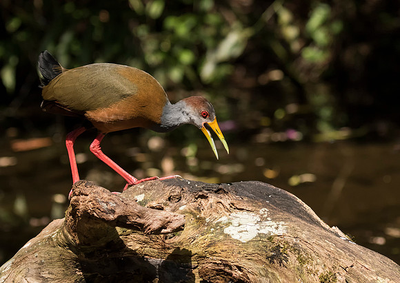 Gray Necked Wood Rail