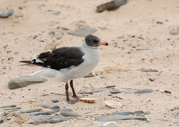 Dolphin Gull