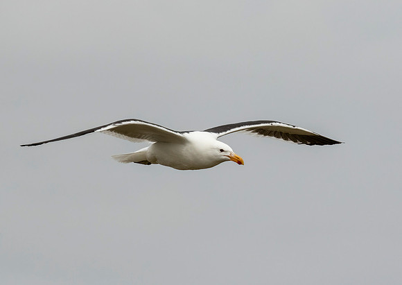 Kelp Gull