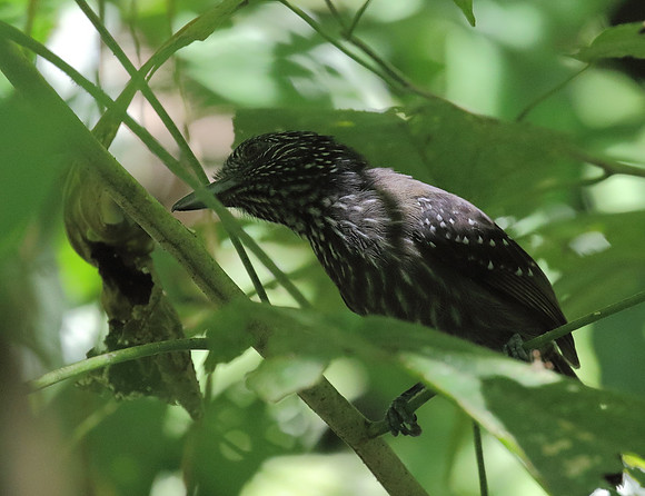 Black Hooded Antshrike