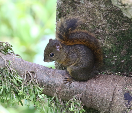 Red Tailed Squirrel