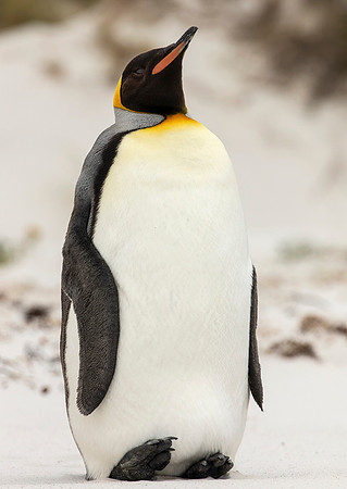 King Penguin