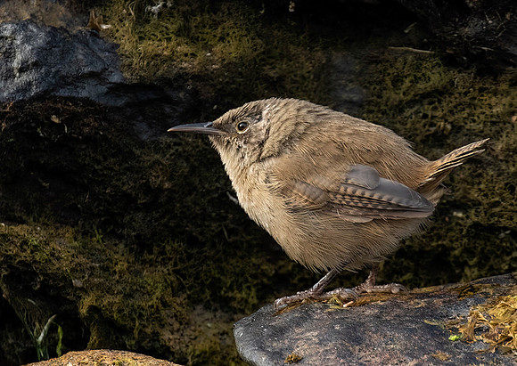Cobb's Wren