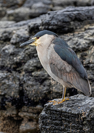 Black-Crowned Night-Heron