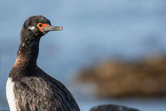 Rock Shag