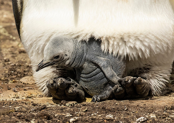 King Penguin with Chick