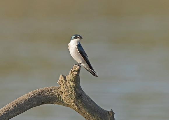 Mangrove Swallow