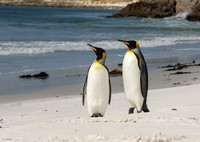 King Penguins