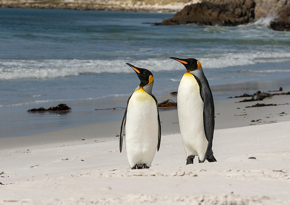 King Penguins