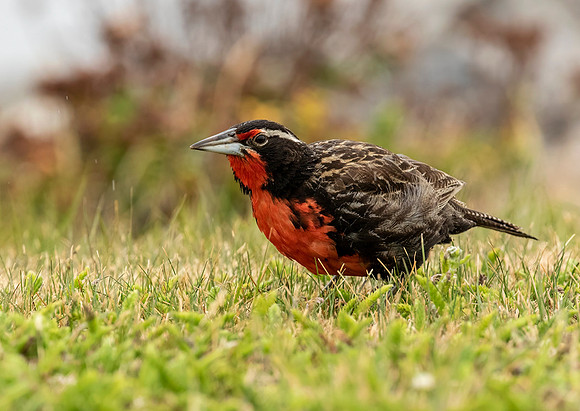 Long Tailed Meadowlark