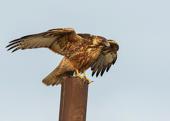 Variable Hawk
