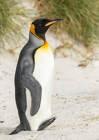 King Penguin