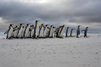 King Penguins