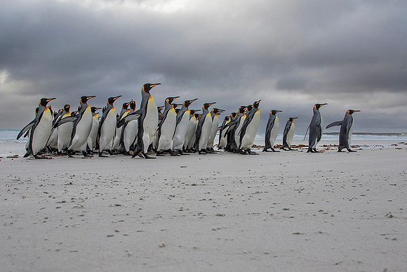 King Penguins