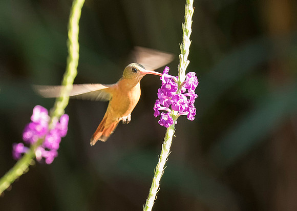 Cinnamon Hummingbird