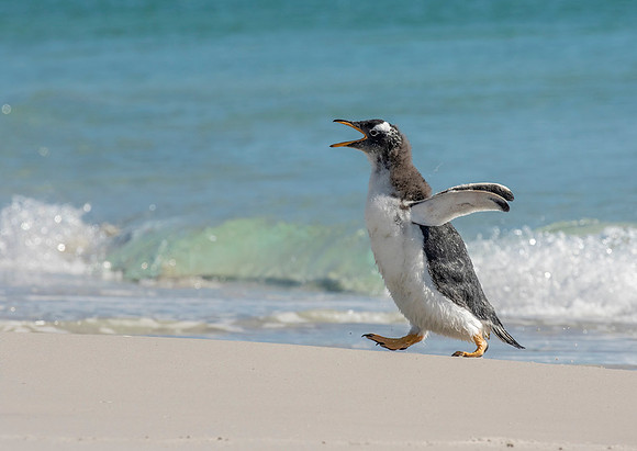 Gentoo Penguin