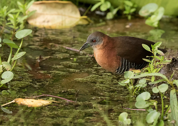 White Throated Crake