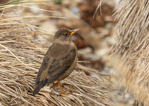 Falkland Thrush