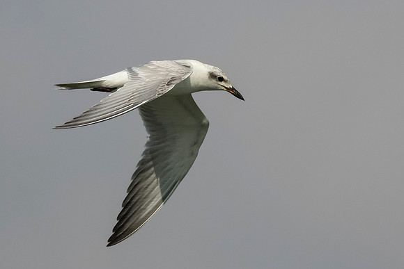 Gull Billed Tern in Flight