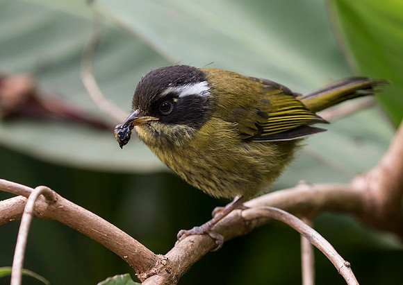 Sooty Capped Chlorospingus