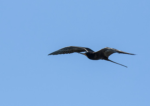 Magnificent Frigatebird
