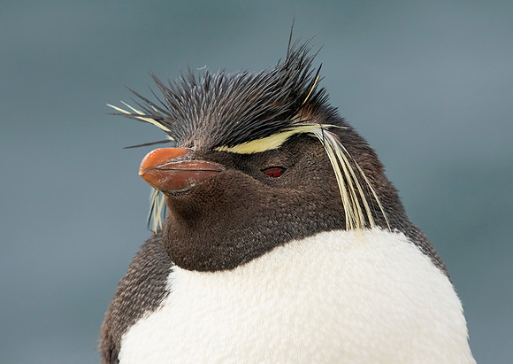 Rockhopper Penguin