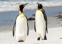 King Penguins