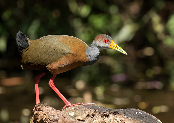 Gray Necked Wood Rail
