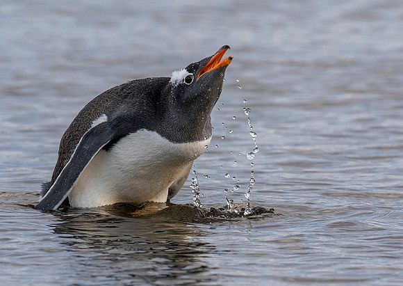 Gentoo Penguin