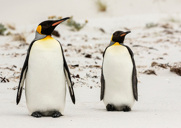 King Penguins