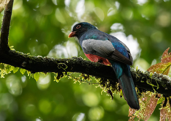 Slaty Tailed Trogon