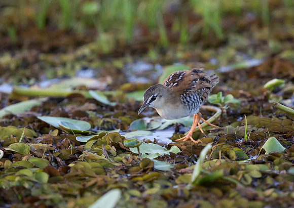 Yellow Breasted Crake