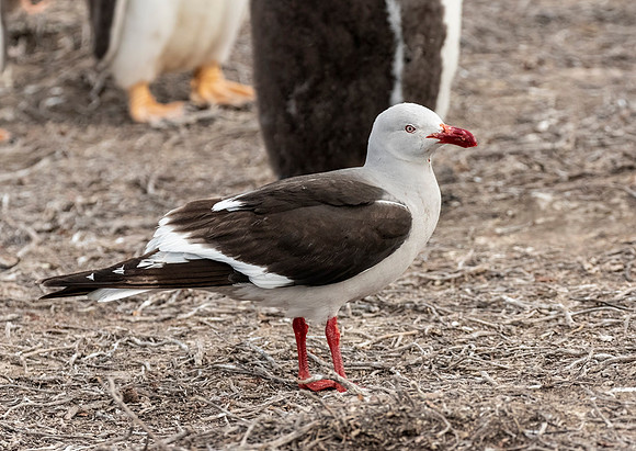 Dolphin Gull