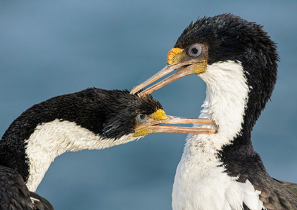 Imperial Shag