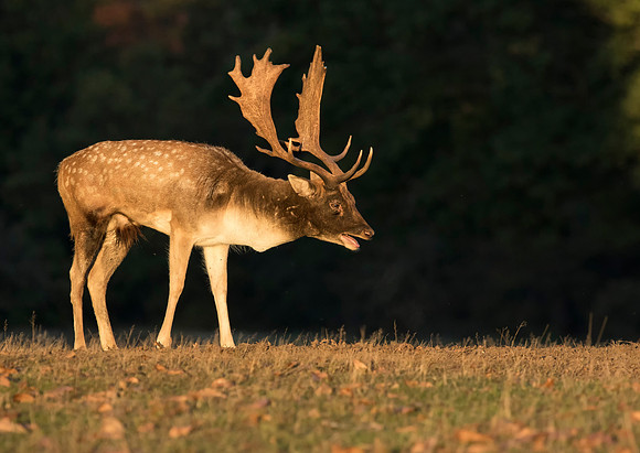 Fallow Deer