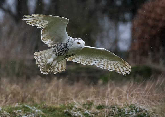 Snowy Owl