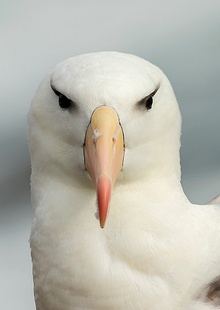 Black-Browed Albatross