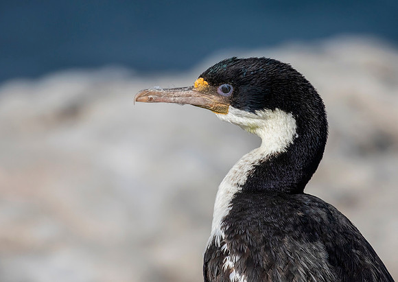 Imperial Shag