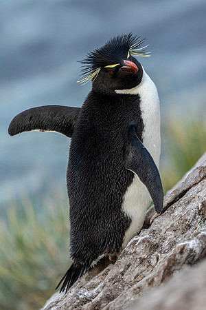 Rockhopper Penguin