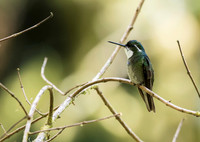 White Throated Mountain Gem