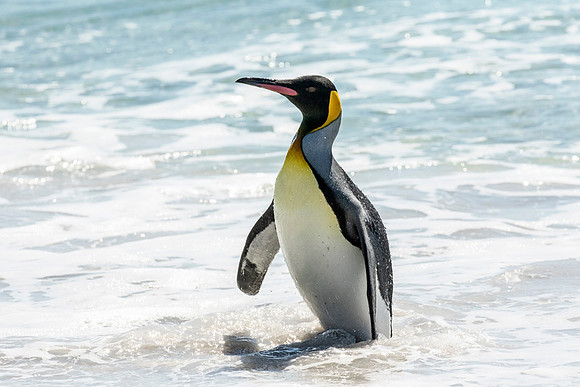 King Penguin
