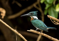 Amazon Kingfisher