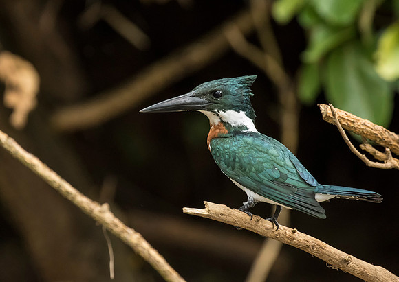 Amazon Kingfisher