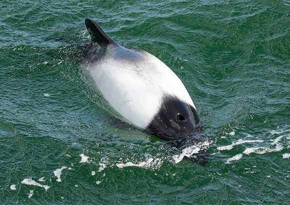 Commerson's Dolphin